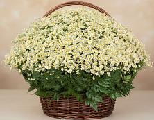 Цветочная композиция из Ромашки в корзине #REPLACE_PRED# Невельске