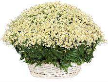 Цветочная композиция из Ромашки в корзине #REPLACE_PRED# Невельске